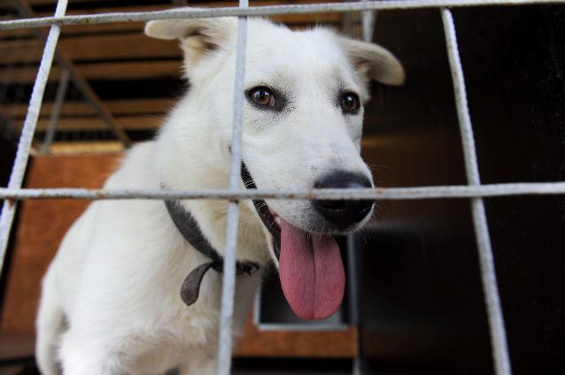 Un câine dintr-un sătuleţ din Belarus a moştenit 1 milion de dolari de la un bătrân nostalgic