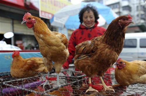 Încă patru cazuri de gripă aviară H7N9 în China, pacienţii sunt în stare gravă