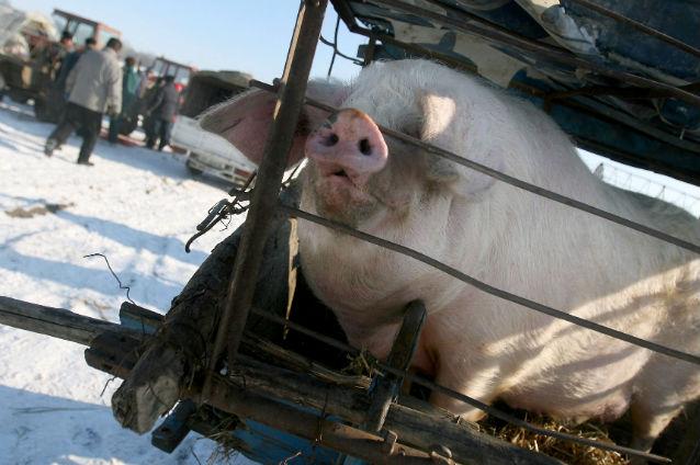 Carnea porcilor morţi de frig sau de la boli a fost vândută timp de mai mulţi ani populaţiei din Shanghai