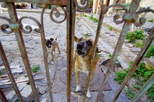 În Bucureşti începe o campanie de sterilizare a câinilor şi pisicilor fără stăpân