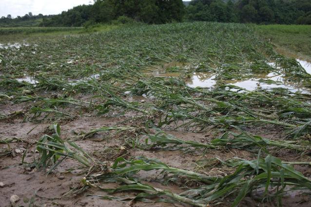 Peste 7.000 hectare de suprafeţe agricole, afectate de ploile şi inundaţiile din ultimele zile