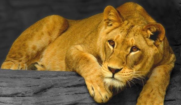 Adolescentă muşcată de leu la Grădina Zoologică din Rădăuţi