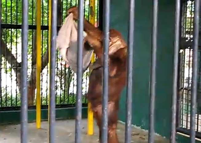 VIDEO. Un urangutan inteligent îi fură tricoul unui vizitator al grădinii zoologice 