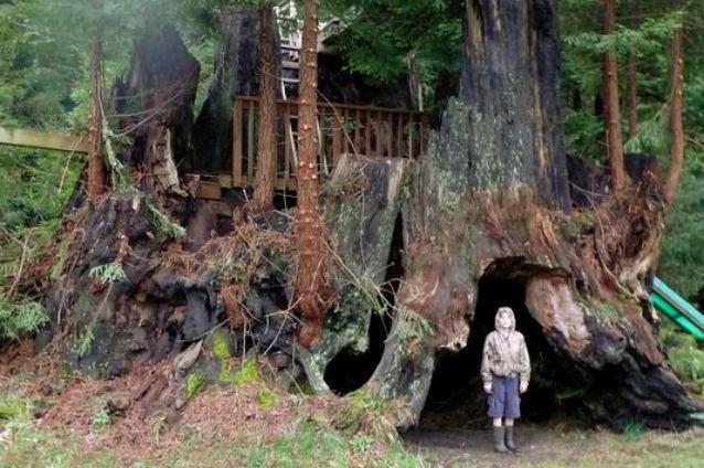 Mai mulţi arbori Sequoia clonaţi vor fi plantaţi în Europa şi Australia