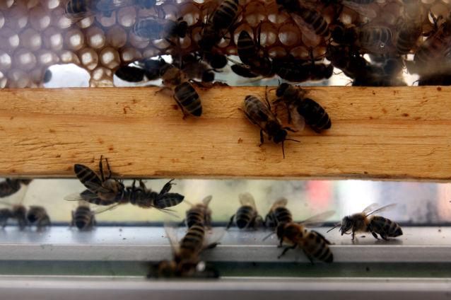 Bulgaria va sprijini interzicerea pesticidelor ce provoacă moartea albinelor