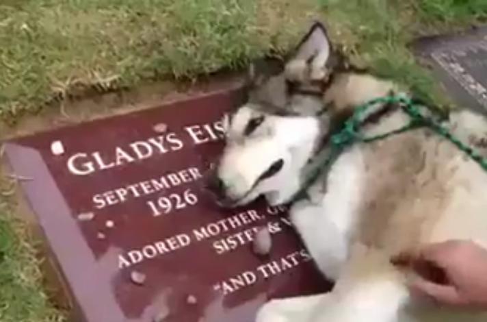 Îţi frânge inima! Un husky plânge şi suspină ca un om la mormântul stăpânei sale (VIDEO) 