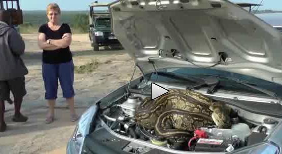 Aveţi ceva la motor! Musafirul instalat sub capota unei maşini a făcut deliciul unui safari (VIDEO)