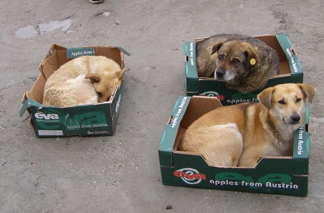Ce ascund ONG-urile în spatele &quot;interesului&quot; pentru câinii fără stapan. Imagini în exclusivitate din adăposturi ilegale  (VIDEO)