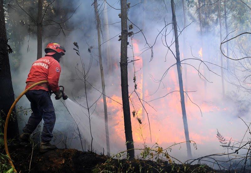 15 hectare de pădure au ars, într-un incendiu de proporţii, la Ocolul silvic Tihuţa Colibiţa