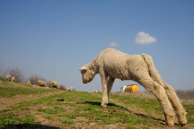 Doi ciobani români vor mâna oile 1.400 de kilometri prin România, Ucraina, Polonia, Slovacia şi Cehia