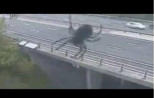 Un păianjen GIGANT a blocat o şosea din Anglia! (VIDEO)