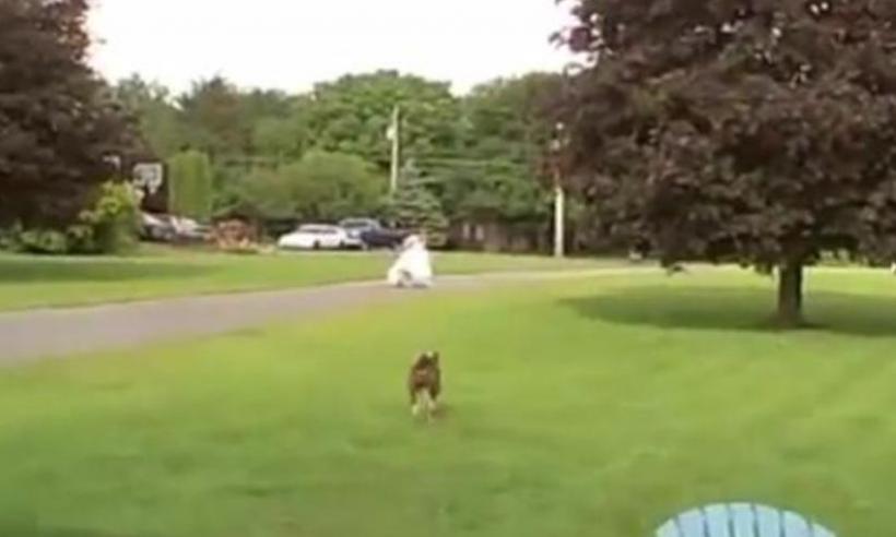 SENZAŢIE pe Youtube! Ce face un câine boxer când vede o mireasă (VIDEO) 