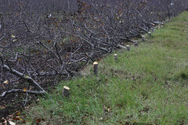Romsilva introduce o nouă metodă de teledetecţie pentru depistarea tăierilor ilegale de arbori