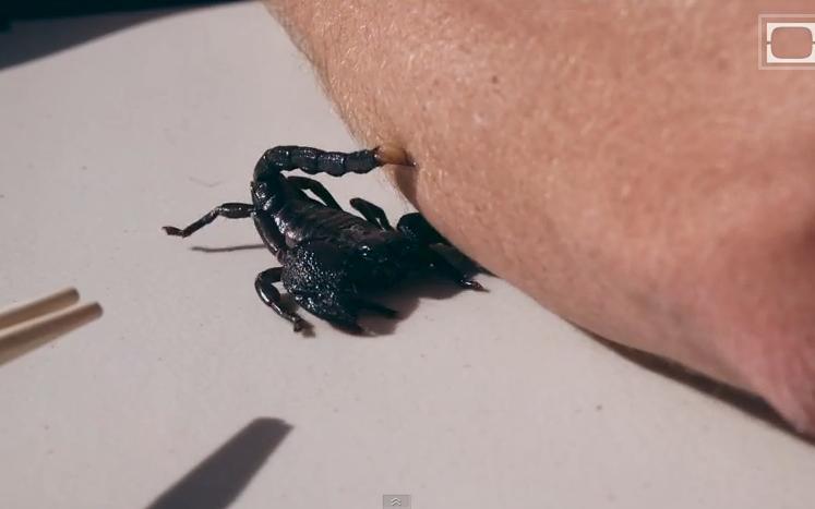 ATACUL scorpionului, filmat cu încetinitorul. Urmăreşte tehnica arahnidei şi ce se întâmplă cu victima (VIDEO)
