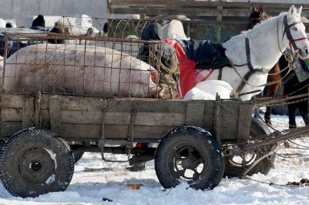 Restricţiile de comercializare a porcilor vii pe piaţa UE impuse României ar putea fi ridicate din 2014