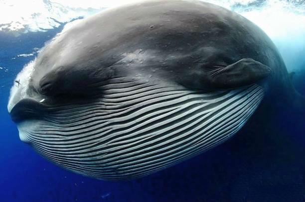 Un fotograf a dat lovitura: &quot;Au fost 5 secunde pe care nu le voi uita niciodată!&quot; Cum arată o balenă după ce înghite un banc de sardine (VIDEO)