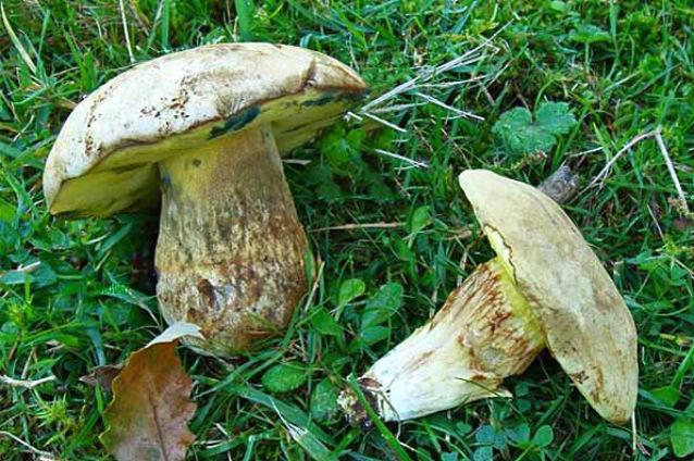 Numărul persoanelor intoxicate cu ciuperci în Covasna este în creştere