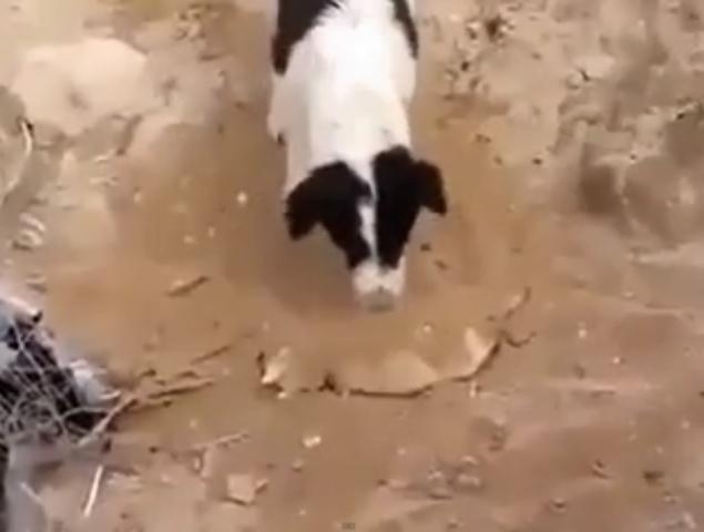 VIDEO. Gestul unui câine care înduioşează întreaga umanitate