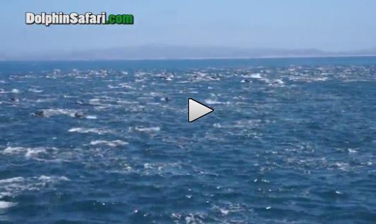 Spectacol unic. Aţi văzut vreodată un grup de 10.000 de delfini? (VIDEO)