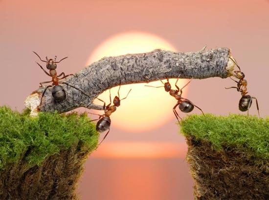 Când şi de ce furnicile îşi modifică comportamentul