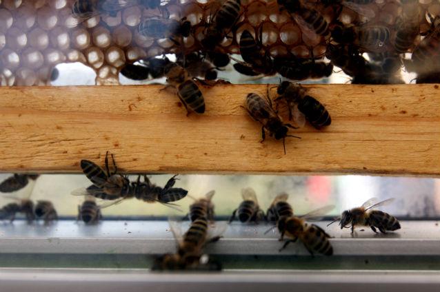 UE interzice un insecticid mortal pentru albine, România a votat împotriva deciziei