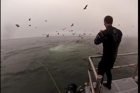 Doi scafandri, la un pas de a servi drept prânzul unor balene! (VIDEO)