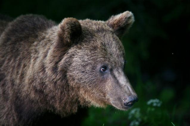 Consilier local din judeţul Sibiu, internat în spital după ce a fost muşcat de un urs