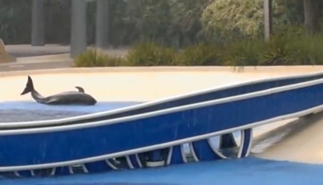  Imagini TULBURĂTOARE: O balenă se chinuie, timp de 30 de minute, să reintre în apă, într-un parc acvatic din SUA (VIDEO)
