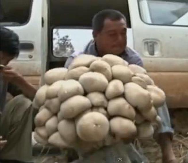 Ciupercă GIGANT, descoperită în CHINA. Localnicii o vor în Cartea Recordurilor (VIDEO)