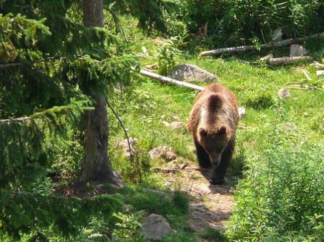 O postare pe Facebook privind vânătoarea de urşi bruni stârneşte indignare