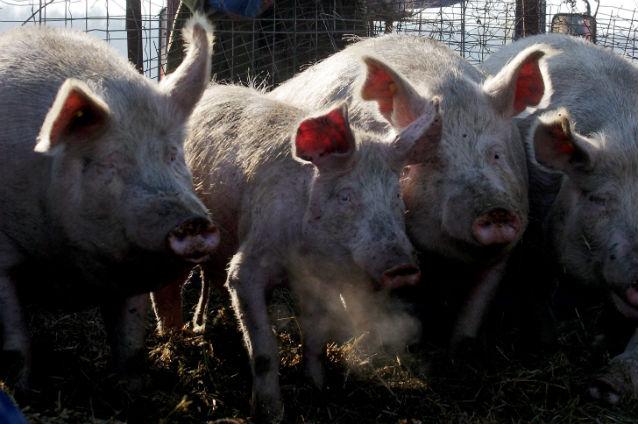 Moscova acuză un laborator american că răspândeşte pesta porcină în Rusia
