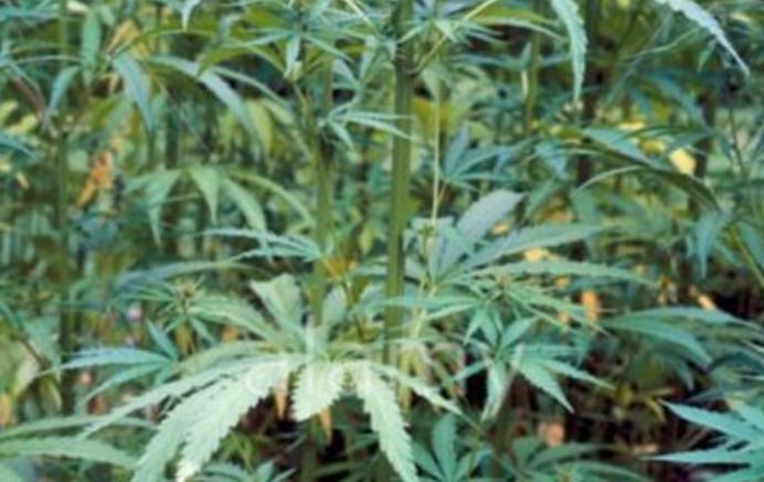 Uruguay este la un pas de a legaliza marijuana: Va controla producţia, distribuţia şi comercializarea drogului