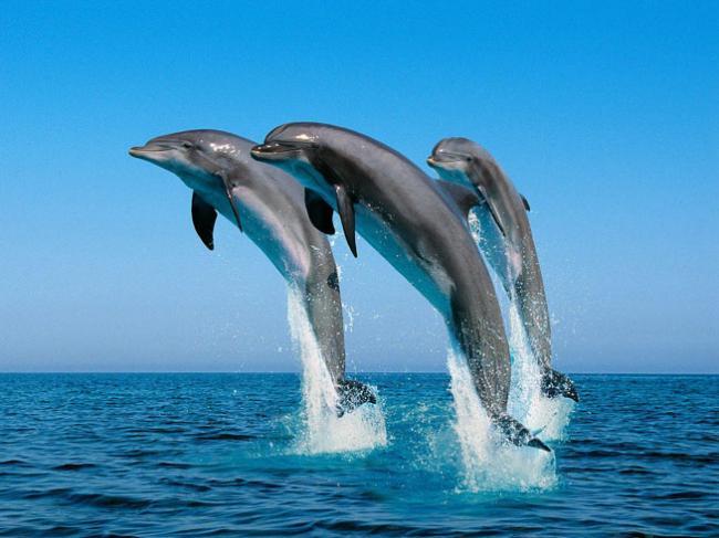  Memorie de delfin, noua etichetă ştiinţifică 