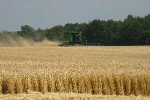 România a înregistrat cea mai mare producţie de grâu din ultimii opt ani. Producţii-record şi la orez, ovăz şi rapiţă 