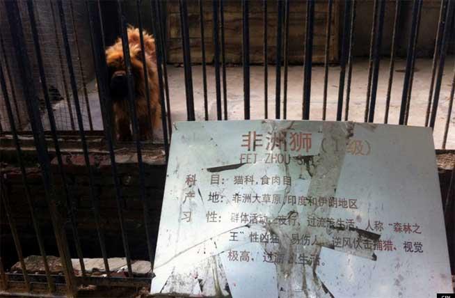 Cum a făcut o grădină zoologică din China leii să latre!
