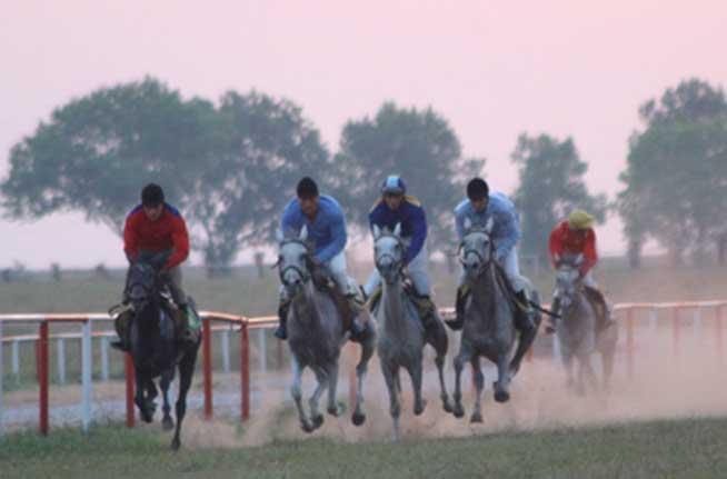 350 de cai într-un show spectaculos, în weekend, la Herghelia Mangalia