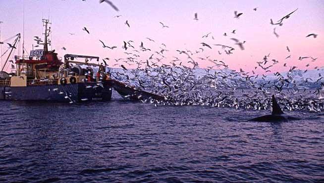 UE interzice importurile de hering şi macrou din Insulele Feroe