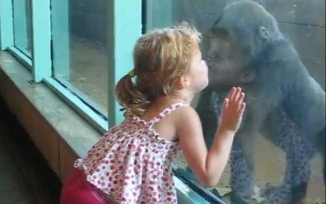 O fetiţa şi un pui de gorilă împart un sărut! (VIDEO)