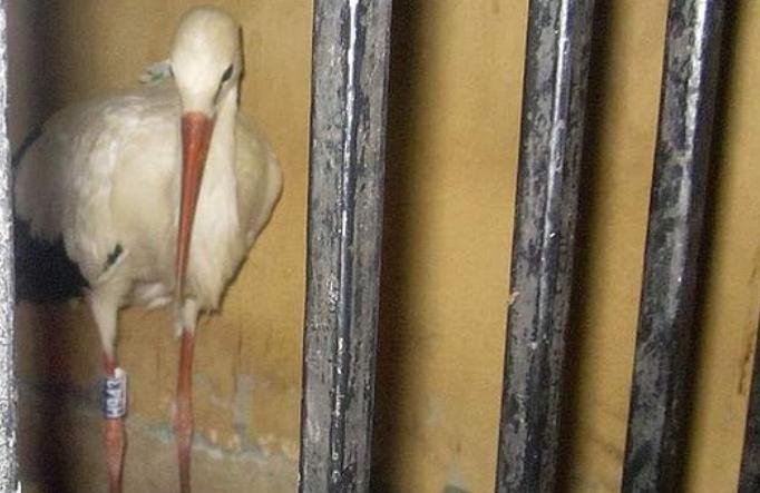 Barză ARESTATĂ în Egipt! Ce au descoperit poliţiştii asupra păsării migratoare