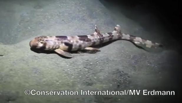 BIZAR. O nouă specie de rechin, descoperită  în Indonezia: &quot;Păşeşte&quot; pe fundul oceanului! (VIDEO)