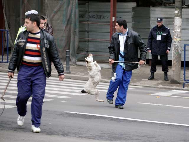 Vier Pfoten - Parlamentarii români au votat o lege demnă de epoca de piatră, care permite uciderea în masă a câinilor fără stăpân