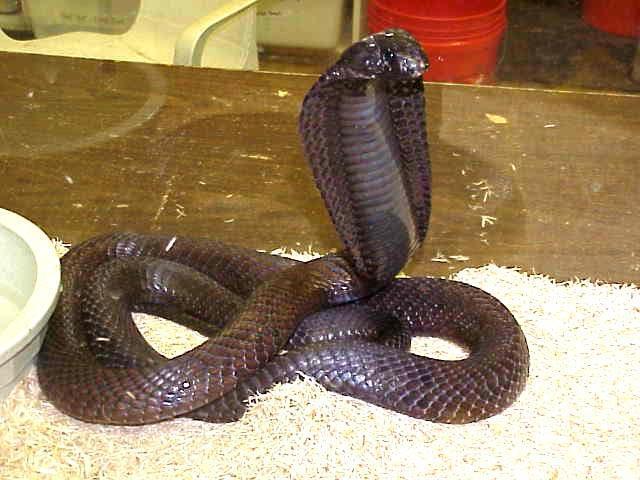 Muşcată de un şarpe “marinat”