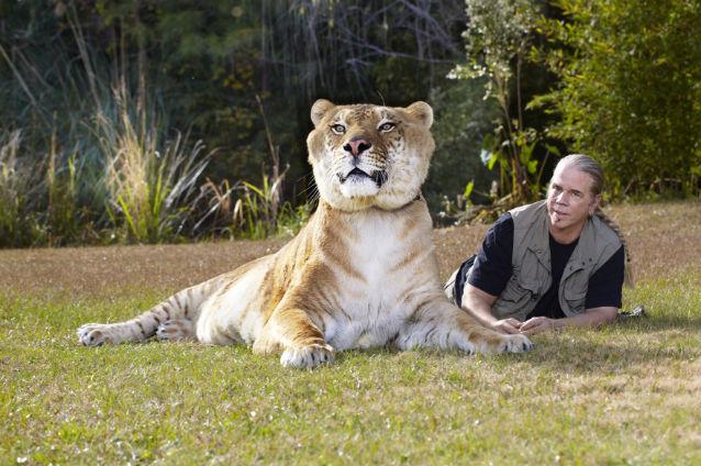 Hercule, cea mai mare felină din lume. Cât cântăreşte şi din ce specie este 18462432
