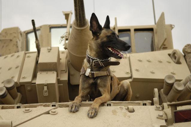 Câinii care îl păzeau pe prinţul William în armată, eutanasiaţi după ce acesta a renunţat la serviciul militar