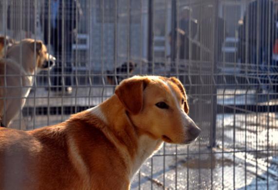 Adopţiile şi sterilizările câinilor din adăpostul de la Mihăileşti, suspendate. Vezi de ce 