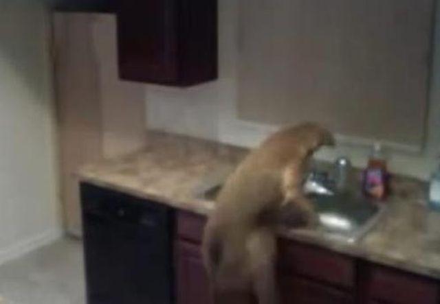 Ce face un caine încuiat în bucătărie. Stăpânii animalului, ŞOCAŢI de ce au văzut pe camera de supraveghere (VIDEO)