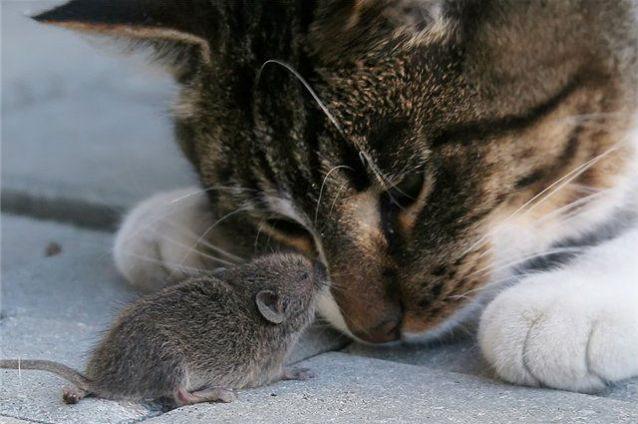 Șoarecii cu toxoplasmoză nu se mai tem de pisici, chiar și după suprimarea infecției