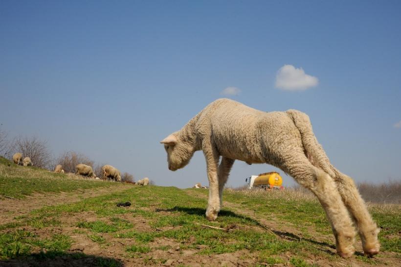  Infecţie cu ANTRAX la oile din Ungaria
