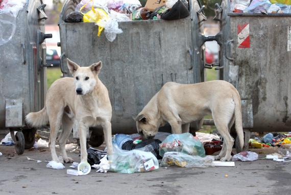CCR decide miercuri soarta câinilor fără stăpân. Cine sunt cei 30 de parlamentari care se opun eutanasierii maidanezilor