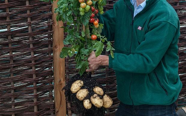 TomTato, SUPER-PLANTA care produce şi roşii şi cartofi (VIDEO)